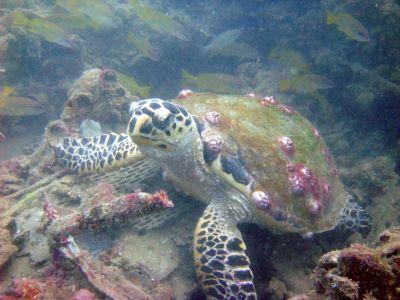 Old Club Reef, Messaid, Qatar - Sea Turtle, Old Club Reef, Qatar