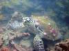 Sea Turtle, Old Club Reef, Qatar