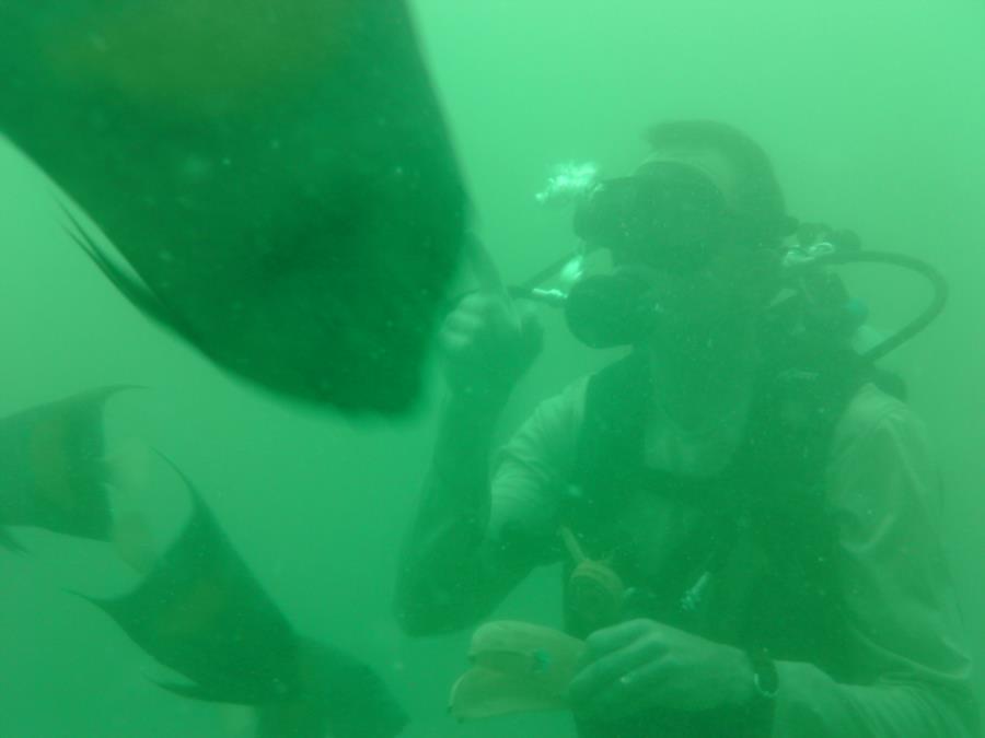 Old Club Reef, Messaid, Qatar - fish