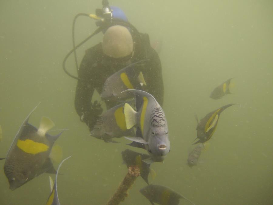 Old Club Reef, Messaid, Qatar - buddy