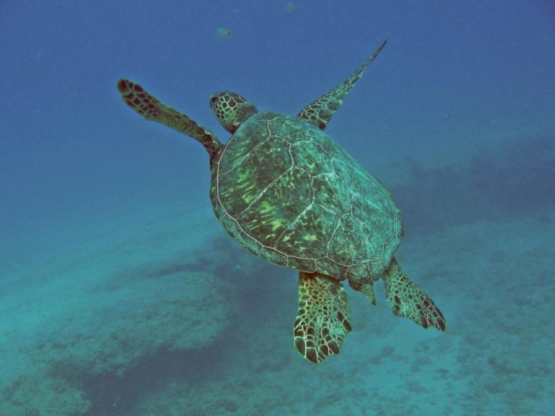 Koko Craters - turtle at Koko Craters