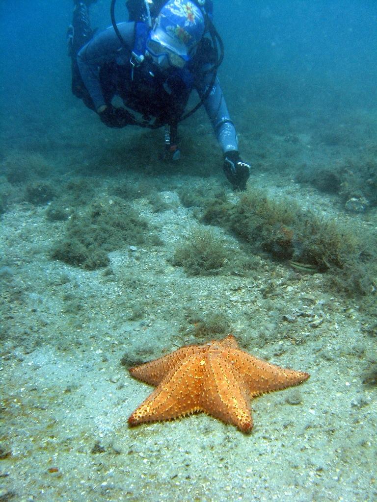 Blue Heron Bridge aka Phil Foster Park, BHB - huge starfish