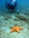 huge starfish
