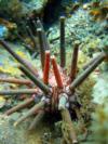 sea urchin