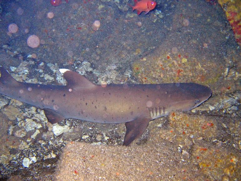 Hanauma Bay Sea Cave or "Big Sea Cave" - resting whitetip in the cave