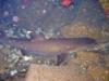 resting whitetip in the cave