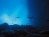 Hanauma Bay Sea Cave or "Big Sea Cave" - looking uo into the "skylight"