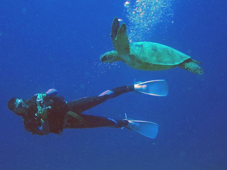 Hanauma Bay Sea Cave or "Big Sea Cave" - turtle swimming by outside the cave