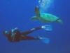 turtle swimming by outside the cave