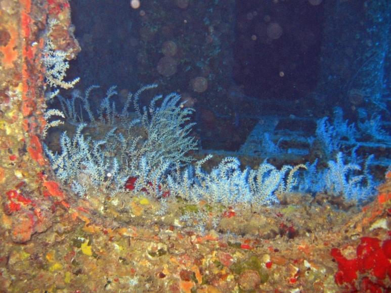 Kahala Barges - inside view