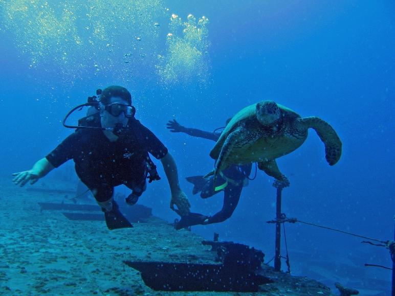 Kahala Barges - diver with turtle above the barge