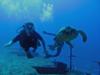 Kahala Barges - diver with turtle above the barge