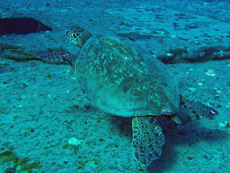 Kahala Barges - turtle resting on barge