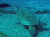 Kahala Barges - turtle resting on barge