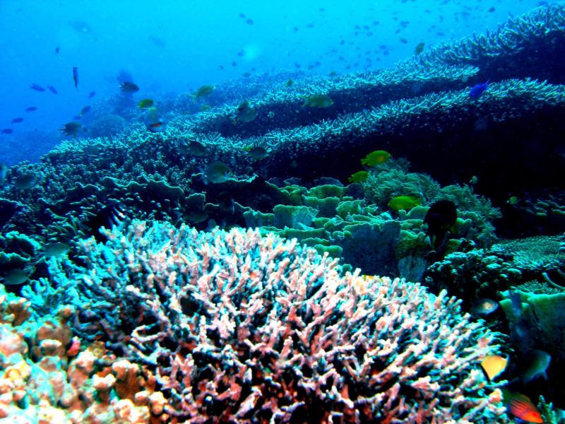 Apo island, Philippines - Apo Island