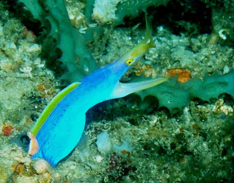 Apo island, Philippines - Apo Island