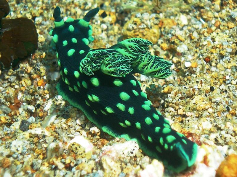 Apo island, Philippines - Apo Island