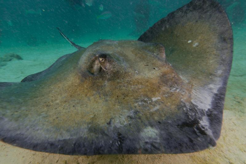 Sting Ray City - Stingray