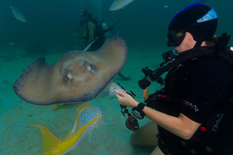 Sting Ray City - Stingray at Stingray City