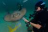 Sting Ray City - Stingray at Stingray City