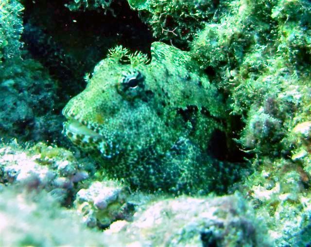 Saxon Reef - Scorpionfish, Saxon Reef (AU)