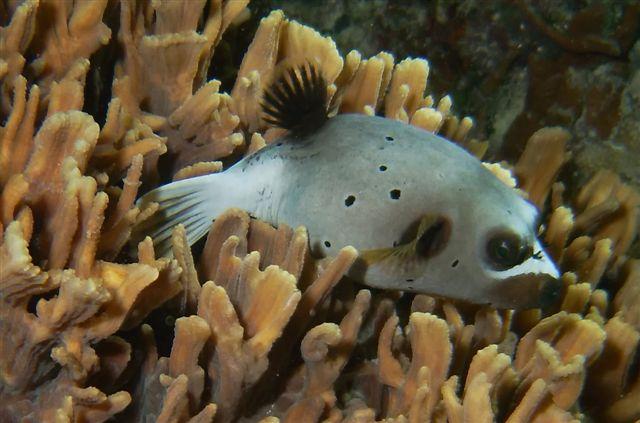 michaelmas cay - Ghost Pufferfish, GBR (AU)