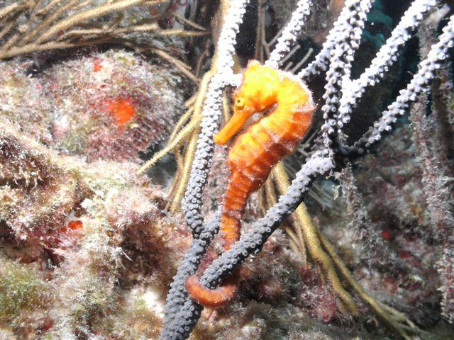 Bonaire - Seahorse