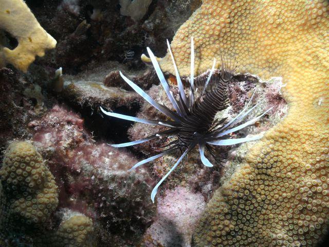 Bonaire - Lionfish