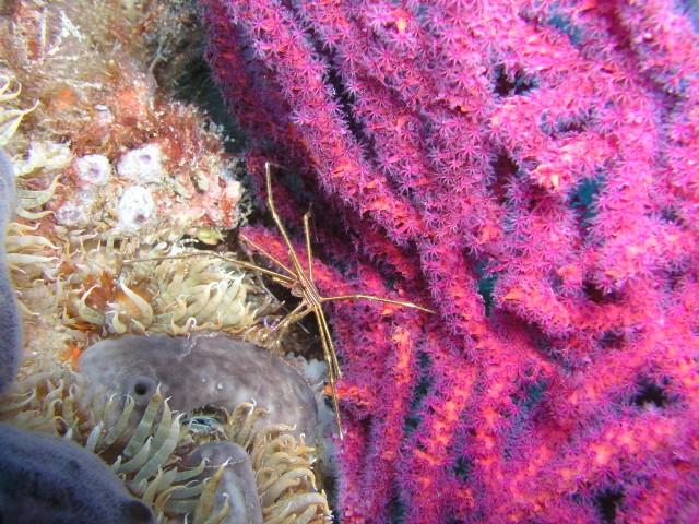 Schurz - Arrow crab in the wreckage