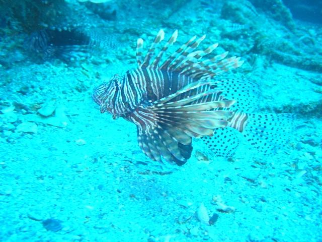 Schurz - Lionfish on the Schurz