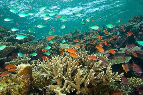 Beqa Lagoon Resort - Fish and coral underwater