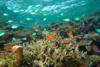 Fish and coral underwater