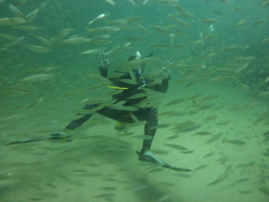 City of Richmond Wreck - Fish wall