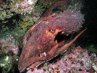 Flagpole Point - Octopus