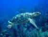 Freindly Turtle - Belizediver