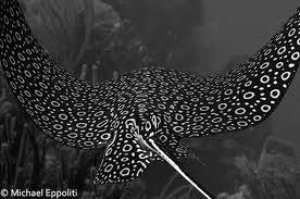 Eagle Ray Canyons - Eagle Ray - Eagle Ray Canyons Belize