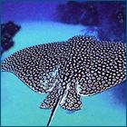 Eagle Ray Canyons - Eagle Ray - Eagle Ray Canyons Belize