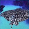 Eagle Ray - Eagle Ray Canyons Belize - badintexas