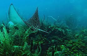 Eagle Ray Canyons - Eagle Ray - Eagle Ray Canyons Belize