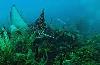 Eagle Ray - Eagle Ray Canyons Belize