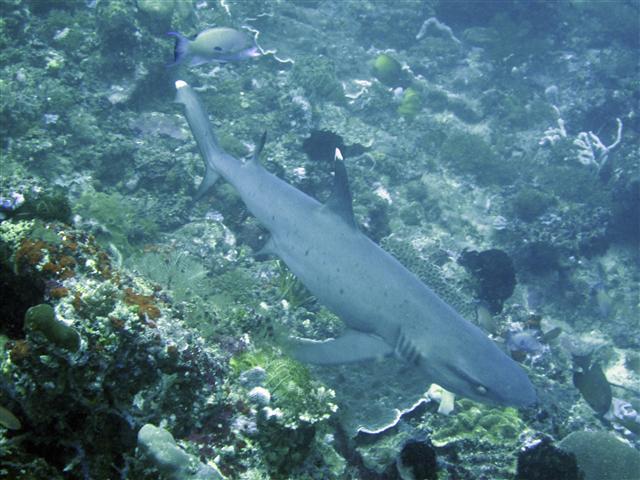 Gili Mimpang - Shark at Mimpang, Candi Dasa, Bali