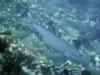 Shark at Mimpang, Candi Dasa, Bali - Jos_Bali_Bubbles