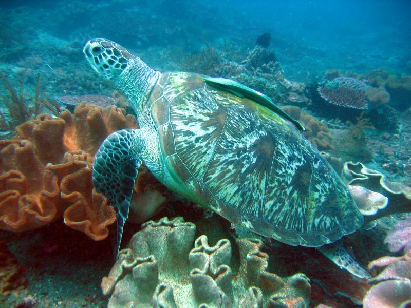 Gili Mimpang - Gili Mimpang Turtle