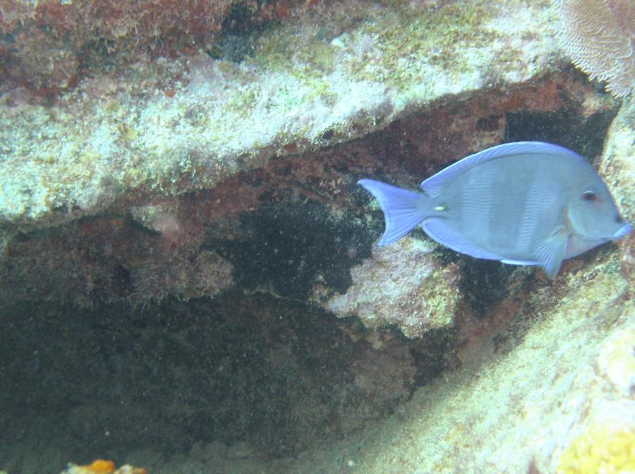 Key Largo - Fish