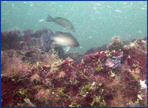Rube Allyn Reef - Rube Allyn