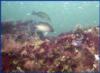 Rube Allyn Reef - Clearwater FL