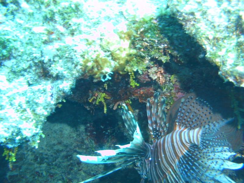 Eleuthera Reef - Diving the reef