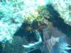 Eleuthera Reef - Bahamas