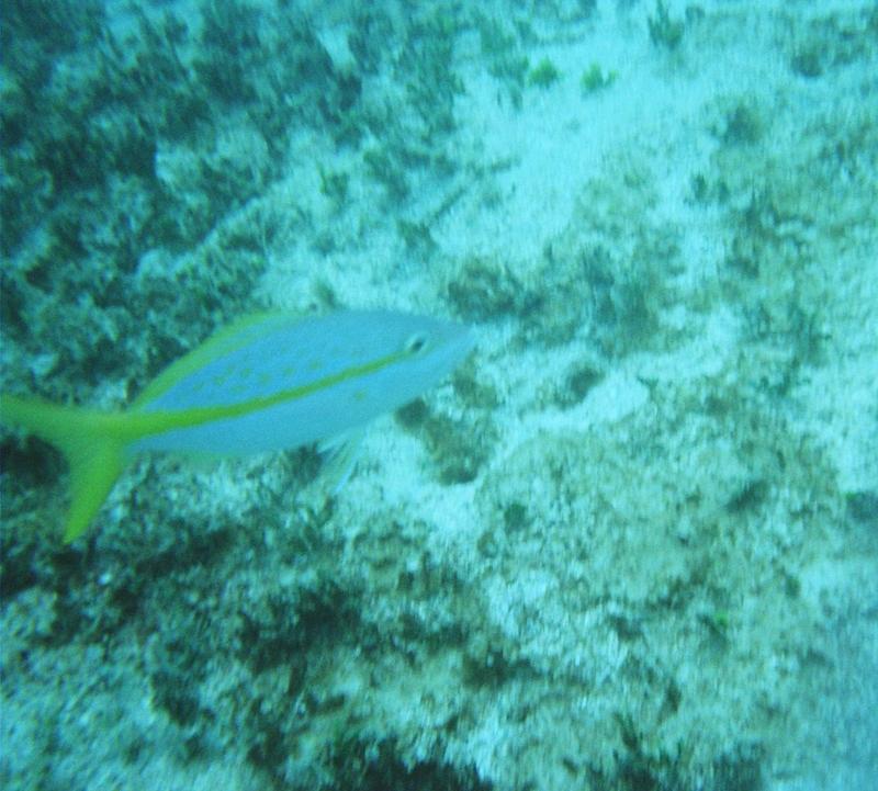 Creole Rock - Marine life