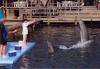 My daughter using hand signals to train dolphins - LatitudeAdjustment